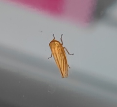 Cicadellidae