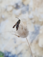 Bembecia pavicevici