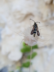 Bembecia pavicevici