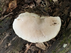 Oligoporus
