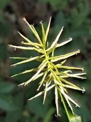 Cyperus lancastriensis
