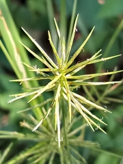 Cyperus lancastriensis