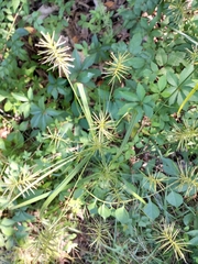 Cyperus lancastriensis