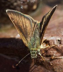 Piruna pirus
