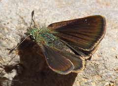 Piruna pirus
