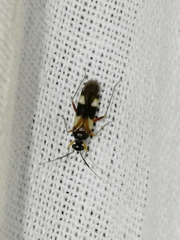 Dryophilocoris flavoquadrimaculatus