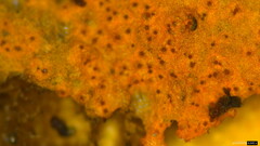 Hypomyces subiculosus