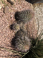 Homalocephala polycephala