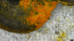 Hypomyces subiculosus