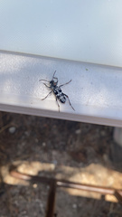 Xylotrechus albonotatus