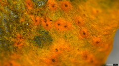 Hypomyces subiculosus