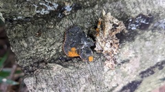 Hypomyces subiculosus