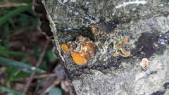 Hypomyces subiculosus