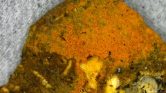 Hypomyces subiculosus