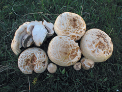 Agaricus crocodilinus