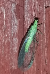 Pseudomallada ventralis