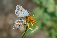 Polyommatus escheri
