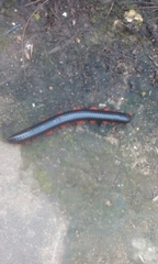 Diplopoda