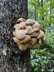 Pleurotus citrinopileatus