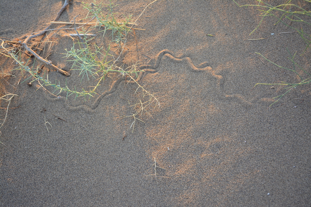 Maranjab's Snake Skink
