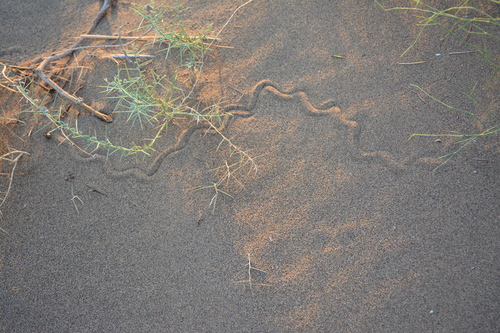 Maranjab’s snake skink, Ophiomorus maranjabensis