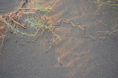 Ophiomorus maranjabensis