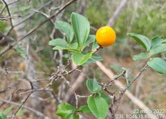 Strychnos parvifolia