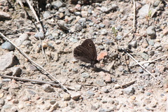 Cercyonis oetus
