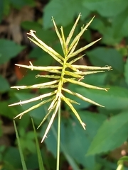 Cyperus lancastriensis