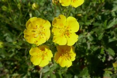 Potentilla grandiflora