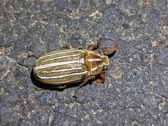 Polyphylla crinita