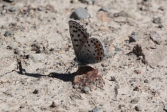 Euphilotes heracleoides