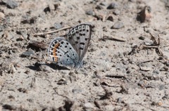 Euphilotes heracleoides