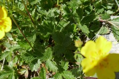 Potentilla grandiflora