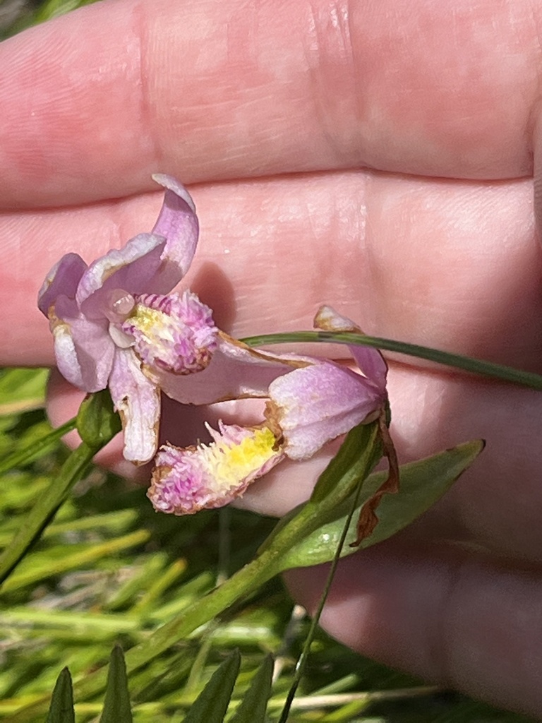 Pogonia ophioglossoides