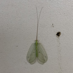 Apochrysa matsumurae