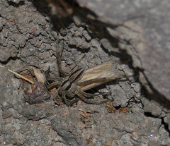 Eufernaldia cadarellus