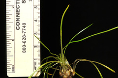 Isoetes minima