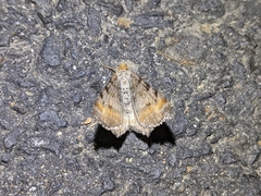 Macaria adonis