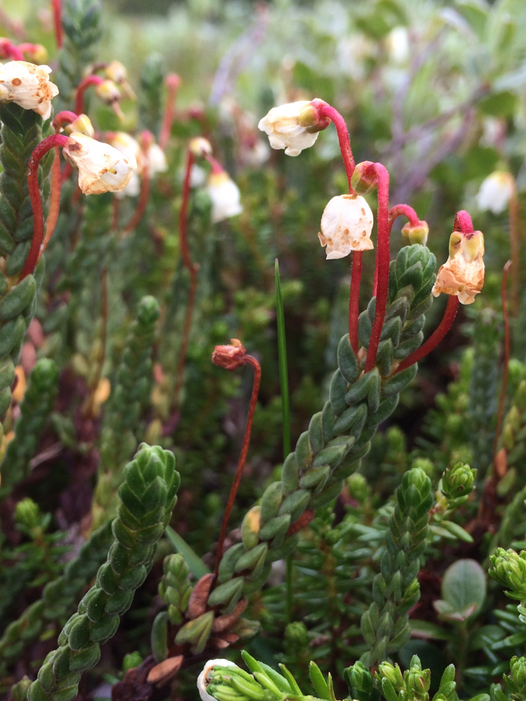 Arctic bell-heather from Kiruna, Kiruna, Norrbotten, SE on July 15 ...