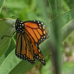 Danaus plexippus