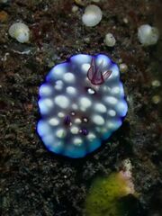 Goniobranchus hintuanensis