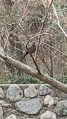 Aves