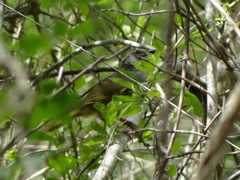 Arremonops chloronotus