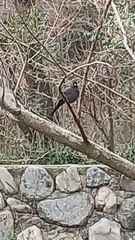 Aves