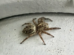 Plexippus paykulli