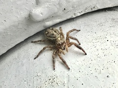 Plexippus paykulli