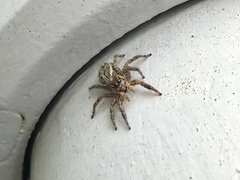 Plexippus paykulli