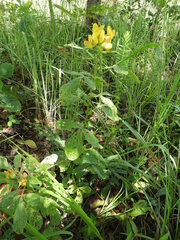 Crotalaria cylindrocarpa
