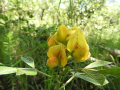 Crotalaria cylindrocarpa